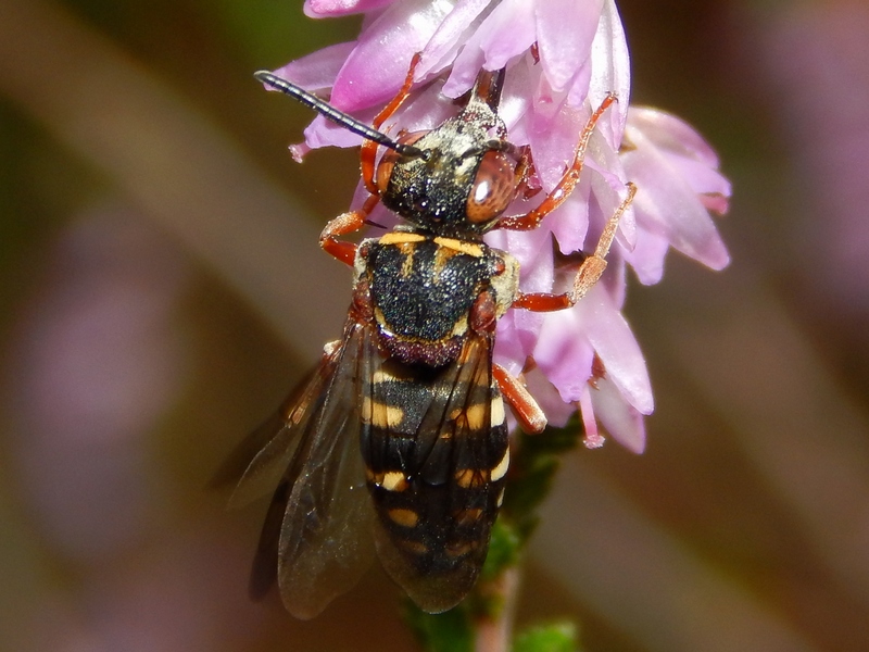Anthophoridae: Epeolus cruciger, femmina